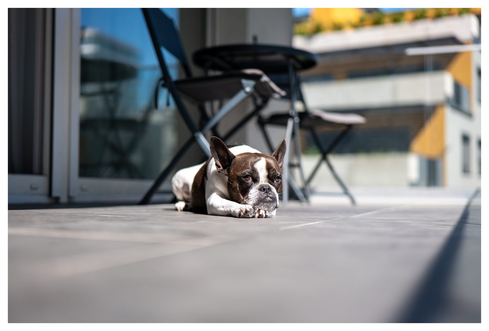 Zoey, the French bulldog